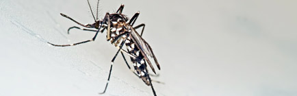 MSO 99 - Como agir em relação ao Zika vírus?