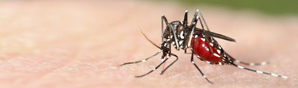 MSO 79 - Laboratório Clínico do Einstein já realiza exame para vírus Chikungunya