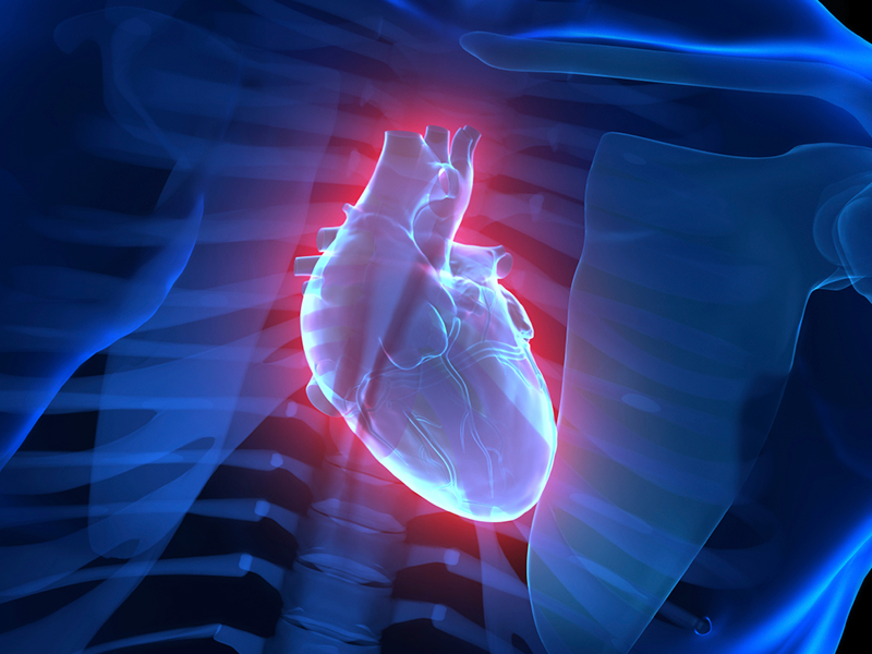 Foto anatomia do coração