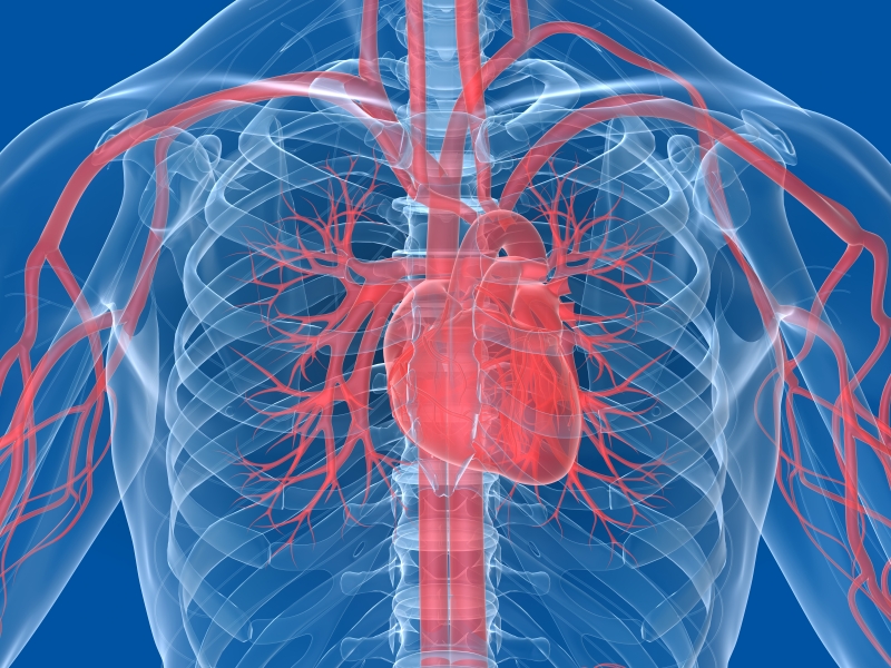 Ilustração do corpo humano - veias e coração