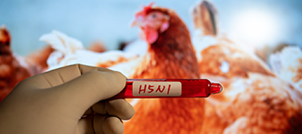 Teste molecular para detecção do H5N1